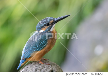 Ruri-colored popular kingfisher Ruri-colored popular kingfisher 82106519