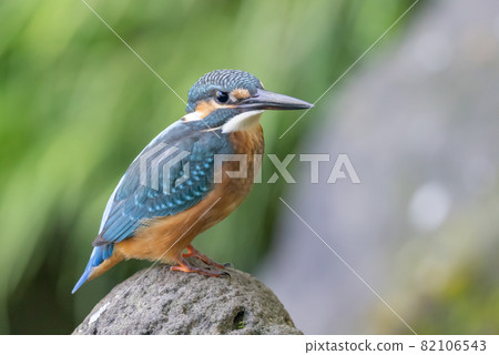 琉璃色的流行翠鳥 琉璃色的流行翠鳥 82106543