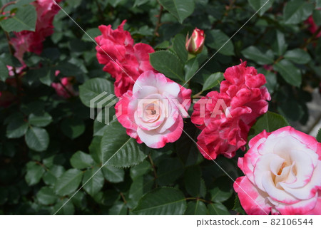 Odawara Flower Garden Odawara Flower Garden 82106544