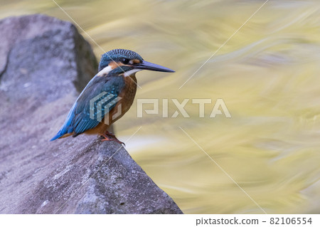Ruri-colored popular kingfisher 82106554
