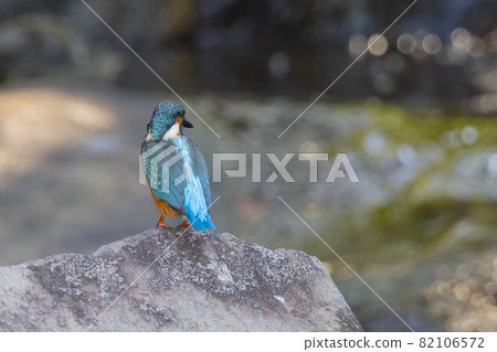 Ruri-colored popular kingfisher Ruri-colored popular kingfisher 82106572