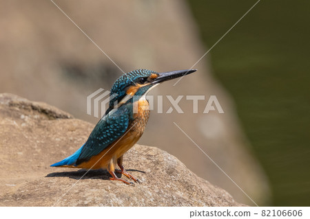 Ruri-colored popular kingfisher Ruri-colored popular kingfisher 82106606