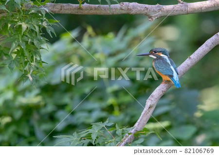 Ruri-colored popular kingfisher Ruri-colored popular kingfisher 82106769