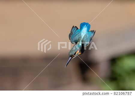 琉璃色的流行翠鳥 琉璃色的流行翠鳥 82106787