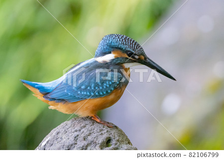 Ruri-colored popular kingfisher 82106799
