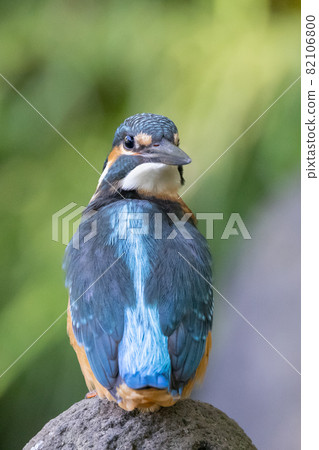 Ruri-colored popular kingfisher 82106800