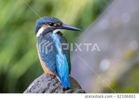 Ruri-colored popular kingfisher 82106801