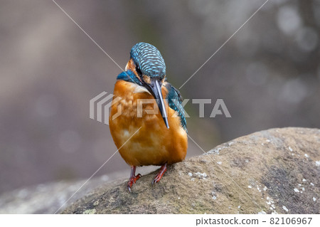 Ruri-colored popular kingfisher 82106967