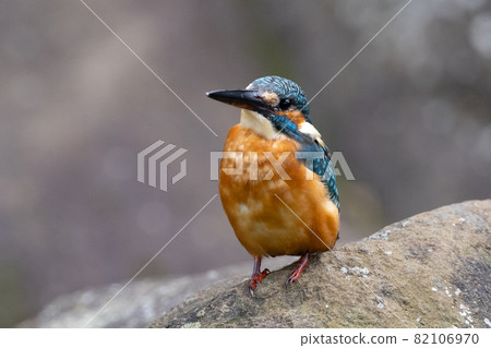 Ruri-colored popular kingfisher Ruri-colored popular kingfisher 82106970