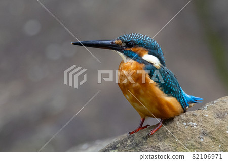 Ruri-colored popular kingfisher 82106971