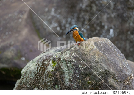 Ruri-colored popular kingfisher 82106972