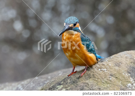 Ruri-colored popular kingfisher 82106973