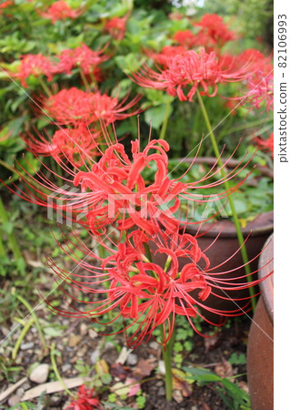 彼岸花彼岸花立秋奈良市奈良縣阪奈治夏末彼岸植物花朱紅色 彼岸花彼岸花立秋奈良市奈良縣阪奈治夏末彼岸植物花朱紅色 82106993