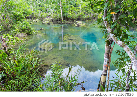 Tropical tree roots or Tha pom mangrove in swamp forest and flow water, Klong Song Nam, Thailand. Tropical tree roots or Tha pom mangrove in swamp forest and flow water, Klong Song Nam, Thailand. 82107026