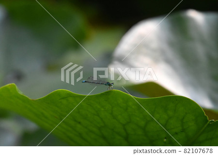 Damselfly Kurohime Kogen University village dragonfly flying to Tianchi Damselfly Kurohime Kogen University village dragonfly flying to Tianchi 82107678