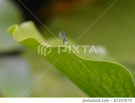 Damselfly Kurohime Kogen University village dragonfly flying to Tianchi Damselfly Kurohime Kogen University village dragonfly flying to Tianchi 82107679