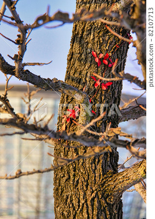 Prefectural library 82107713