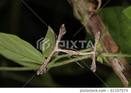 Creatures, insects, Ezogikutriva, individuals mating in September. The larvae eat the leaves and stems of Asteraceae plants. 82107874