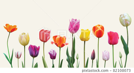 Spring flowers tulips arrangement on light background 82108073