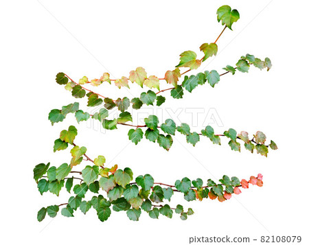 Green ivy creeper branches isolated on white background. Green ivy creeper branches isolated on white background. 82108079