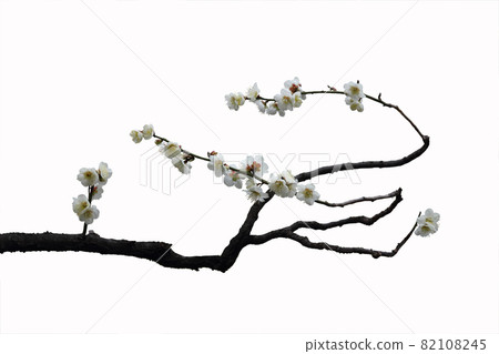 白梅花盛開。 白梅花盛開。 82108245