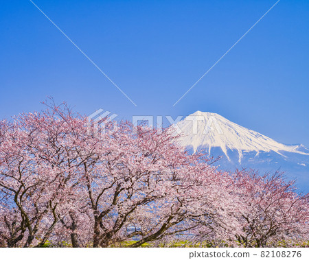 (靜岡縣)從櫻花盛開的富士市刈河灣眺望富士山 (靜岡縣)從櫻花盛開的富士市刈河灣眺望富士山 82108276