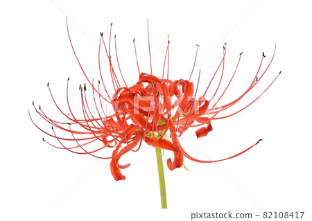 【簇狀孤挺花】(深度合成) 【簇狀孤挺花】(深度合成) 82108417