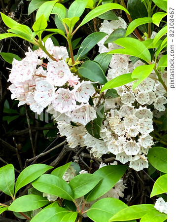 American rhododendron American rhododendron 82108467