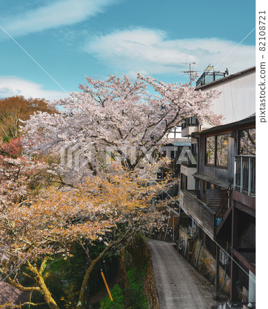 Cherry blossom in Nara, Japan 82108721
