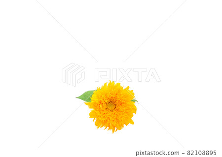 向日葵夏日回憶梵高的向日葵無花粉高枝向日葵 向日葵夏日回憶梵高的向日葵無花粉高枝向日葵 82108895