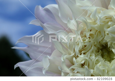 達利亞盛開 82109028