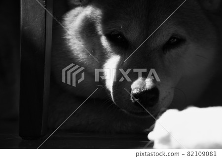 Astringent shiba inu Astringent shiba inu 82109081