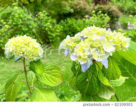 Hydrangea's garden Hydrangea's garden 82109301