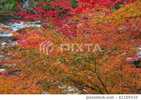 《岡山縣》紅葉、奧津溪谷風光【11月】 《岡山縣》紅葉、奧津溪谷風光【11月】 82109310