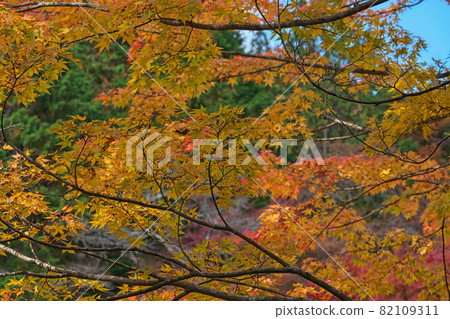 《岡山縣》紅葉、奧津溪谷風光【11月】 82109311