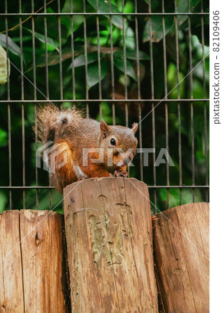 Squirrels at the zoo (squirrel garden) Squirrels at the zoo (squirrel garden) 82109406