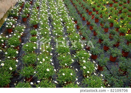 Rows of dimorfoteca plants in pots in greenhouse Rows of dimorfoteca plants in pots in greenhouse 82109706