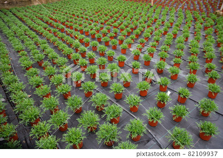 Rows of white perc plants in pots in greenhouse 82109937