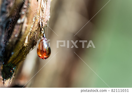 Sap dripping from the bark of cedar 82111031