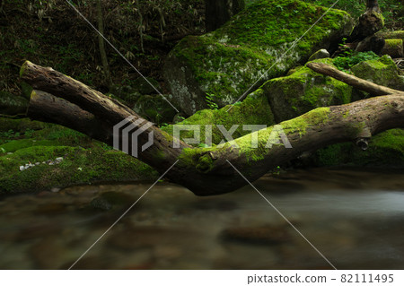 Driftwood with moss and river flow 82111495