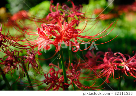 群孤挺花和秋景 群孤挺花和秋景 82111533