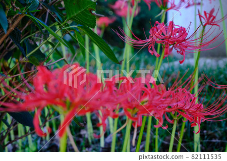 Cluster amaryllis and autumn scenery Cluster amaryllis and autumn scenery 82111535