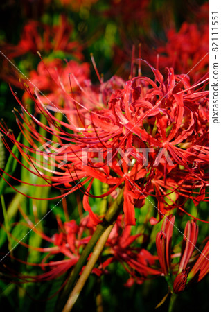 Cluster amaryllis and autumn scenery Cluster amaryllis and autumn scenery 82111551