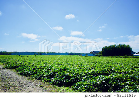 Sweet potato field in mid-September, Ibaraki Prefecture 82111619