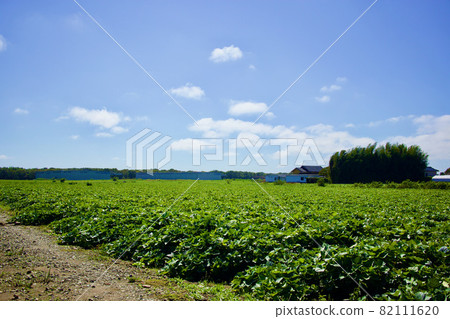 茨城縣 9 月中旬的甘藷田 82111620