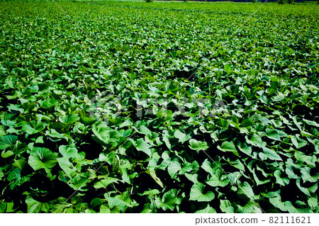 Sweet potato field in mid-September, Ibaraki Prefecture Sweet potato field in mid-September, Ibaraki Prefecture 82111621