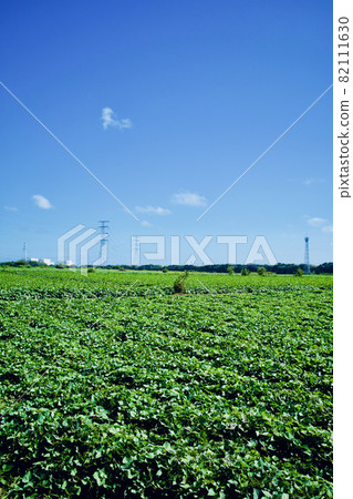 Sweet potato field in mid-September, Ibaraki Prefecture Sweet potato field in mid-September, Ibaraki Prefecture 82111630