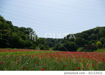 久里濱花卉公園觀音崎 久里濱花卉公園觀音崎 82112012