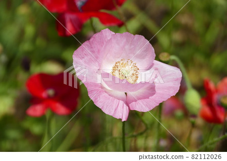 久里濱花卉公園觀音崎 久里濱花卉公園觀音崎 82112026