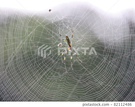 Large spider web 82112486